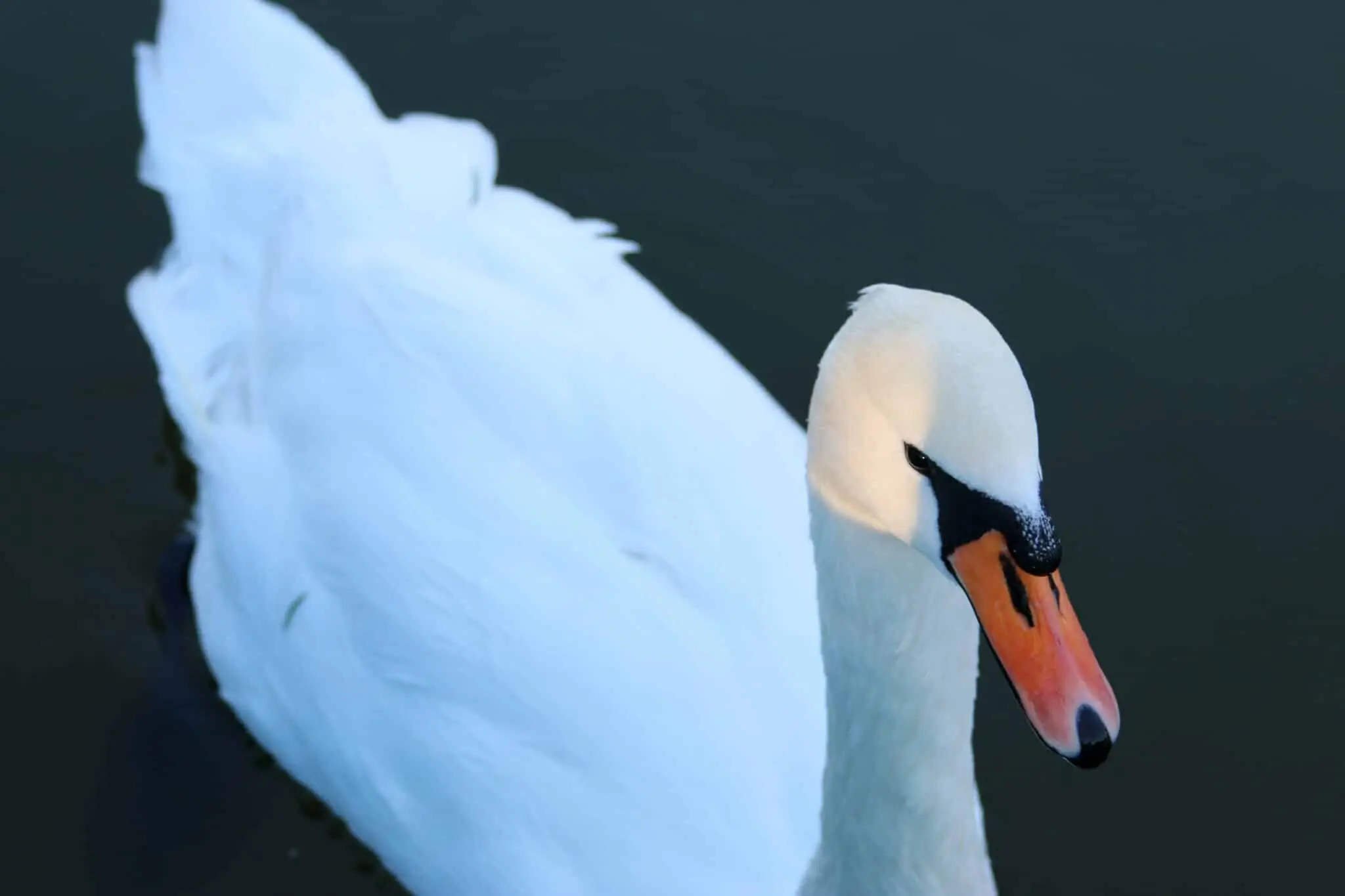 Schwan im Bodensee bei Rorschach